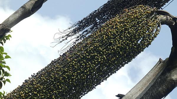 Alleppey (7)